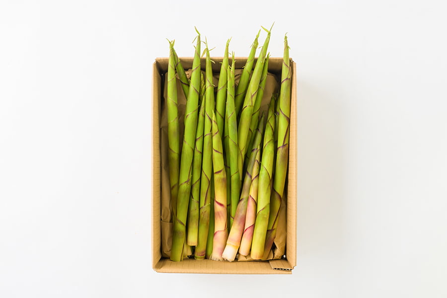 朝穫り山菜 細竹(根曲がり筍)