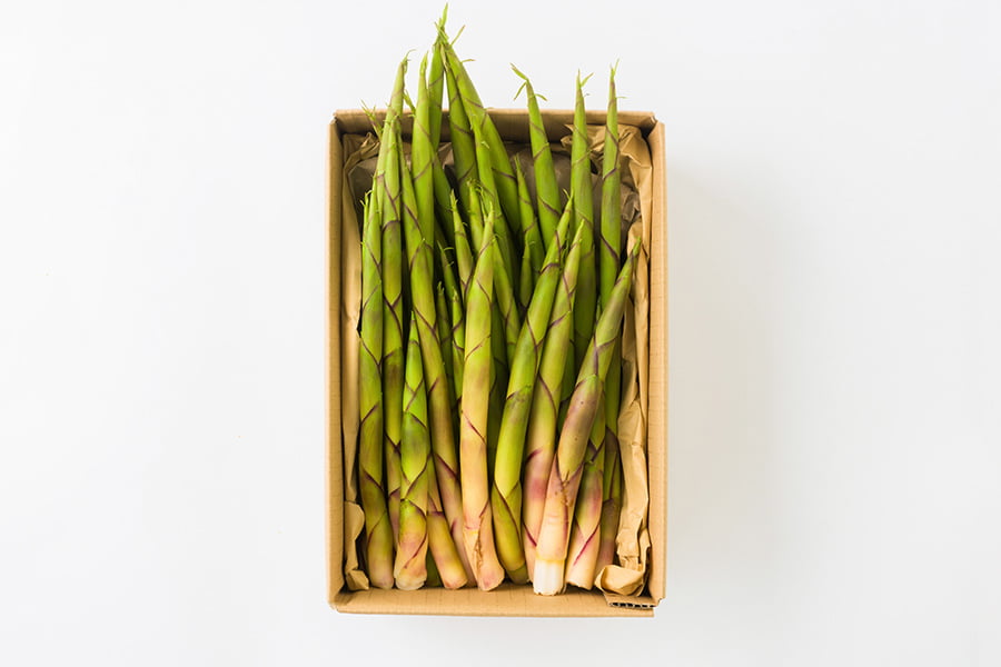 朝穫り山菜 細竹(根曲がり筍)