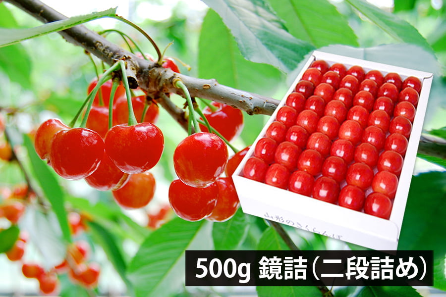 山形県産さくらんぼ佐藤錦500g鏡詰特秀Lサイズ