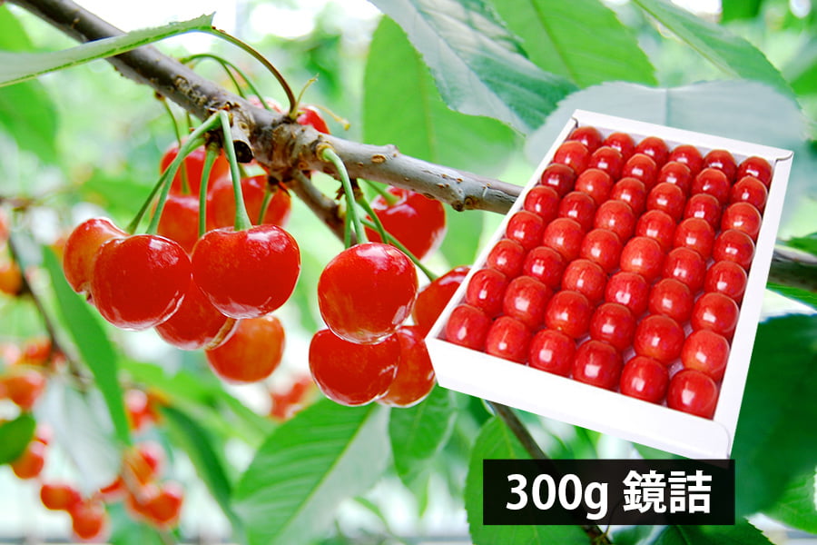 山形県産さくらんぼ佐藤錦300g鏡詰特秀Lサイズ