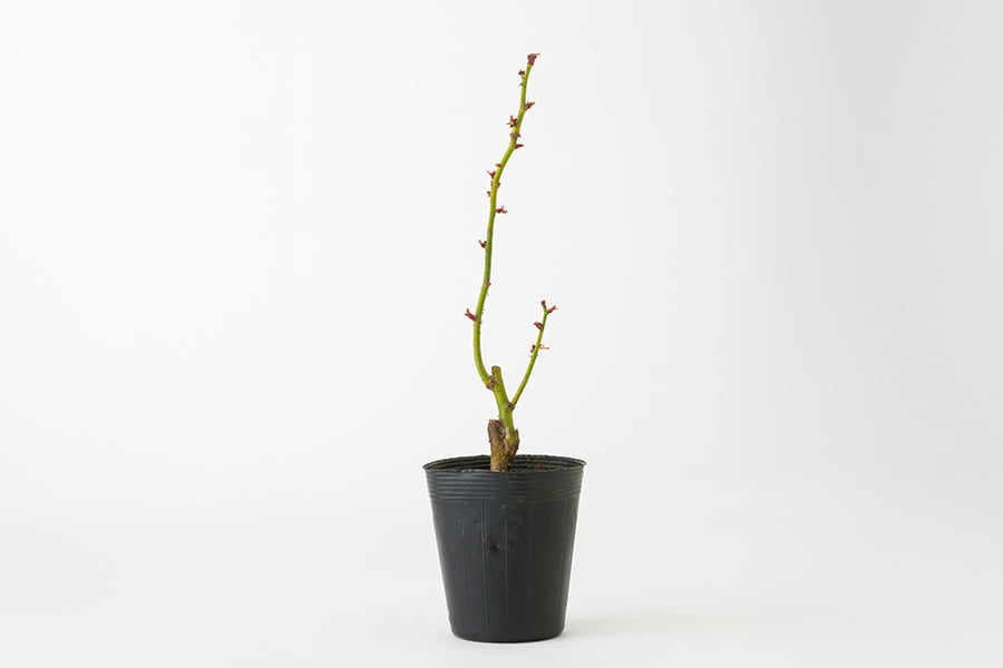 食用バラの苗（品種おまかせ）／ナカイローズファーム