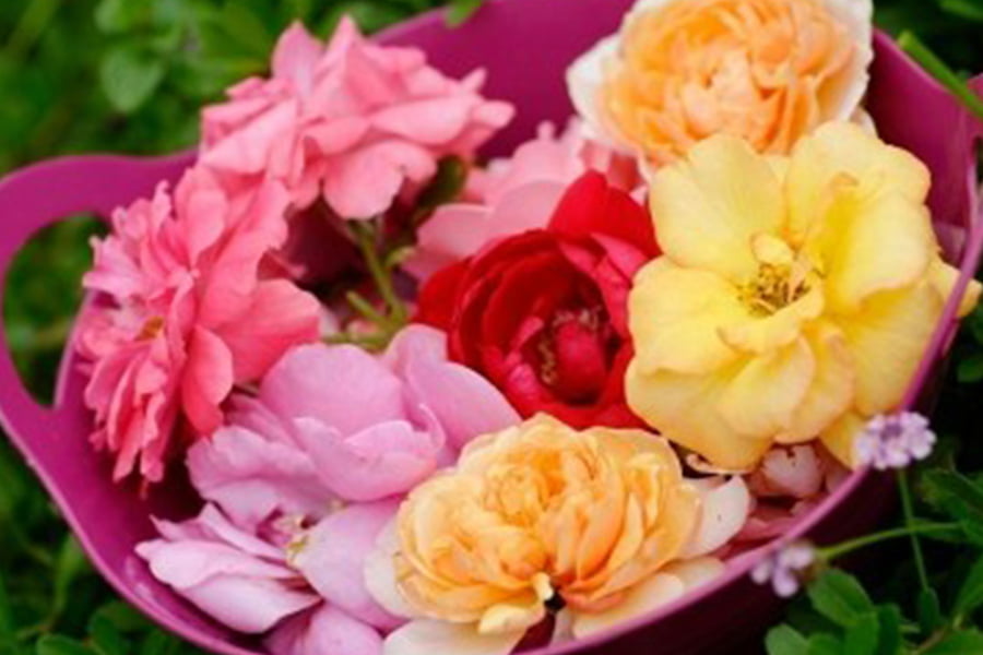 食用バラの苗（品種おまかせ）／ナカイローズファーム