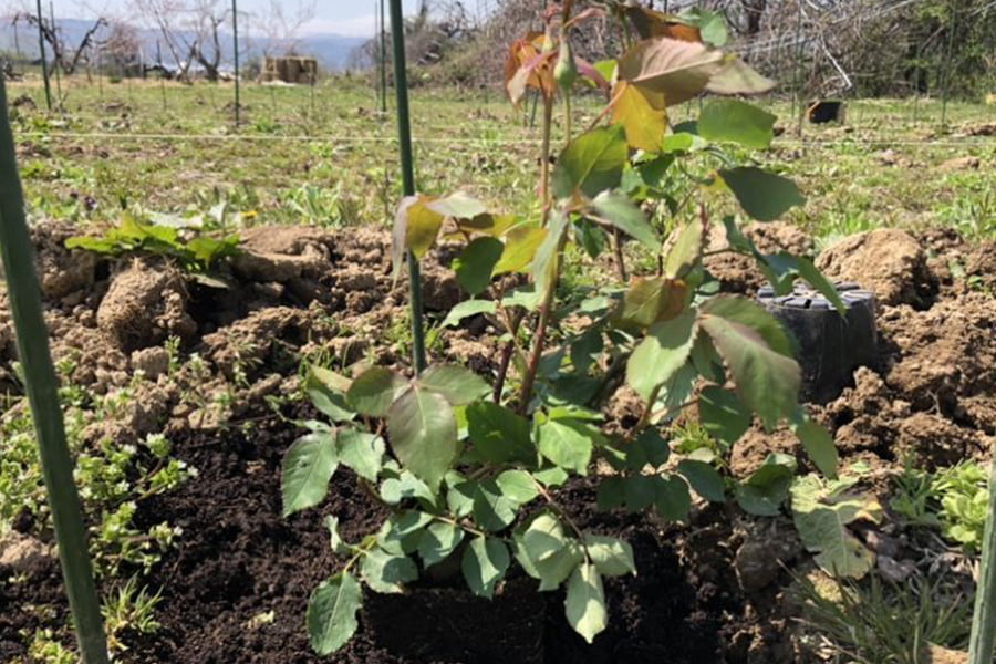 ナカイローズファーム