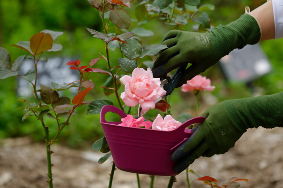 食用バラの苗（品種おまかせ）／ナカイローズファーム