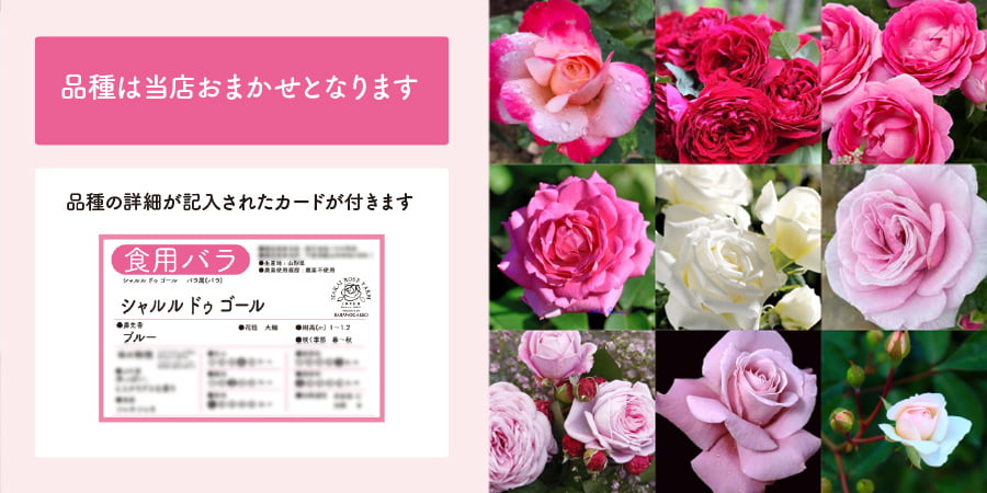 食用バラの苗（品種おまかせ）／ナカイローズファーム