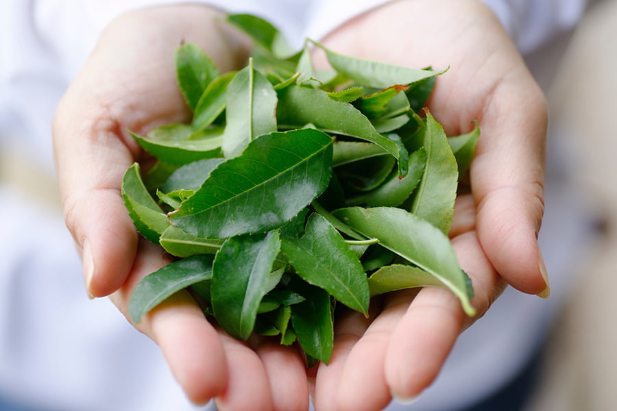 ナカイローズファーム