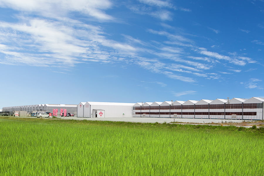 株式会社GRA「ミガキイチゴ」