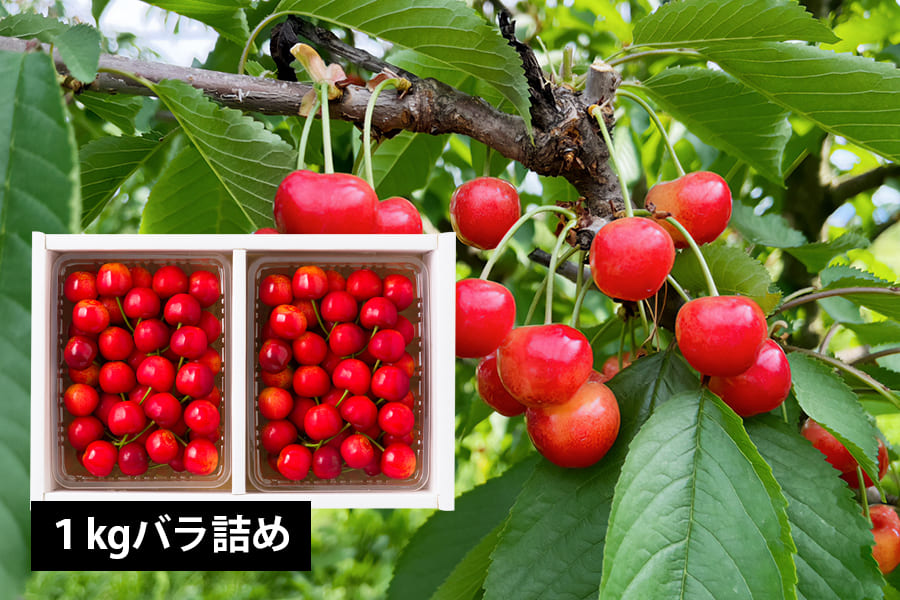 山形県産さくらんぼ佐藤錦