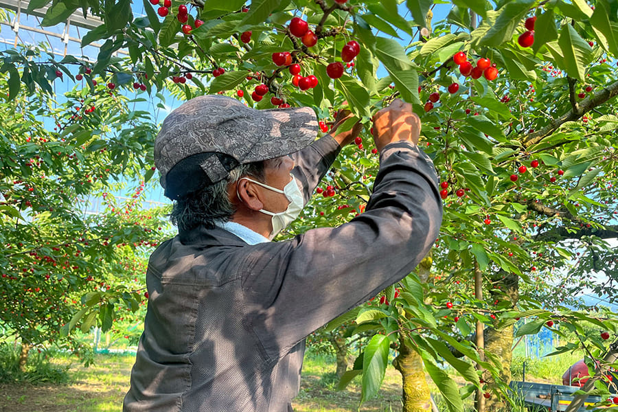 山形県産さくらんぼ紅秀峰