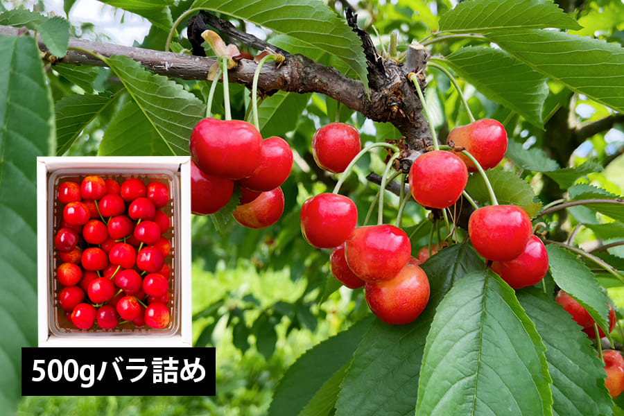 山形県産さくらんぼ佐藤錦