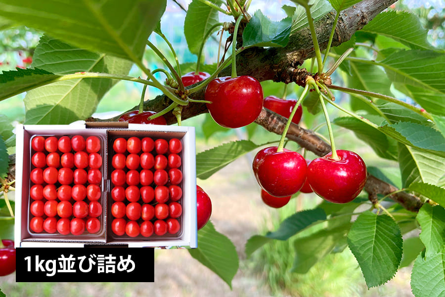 山形県産さくらんぼ紅秀峰