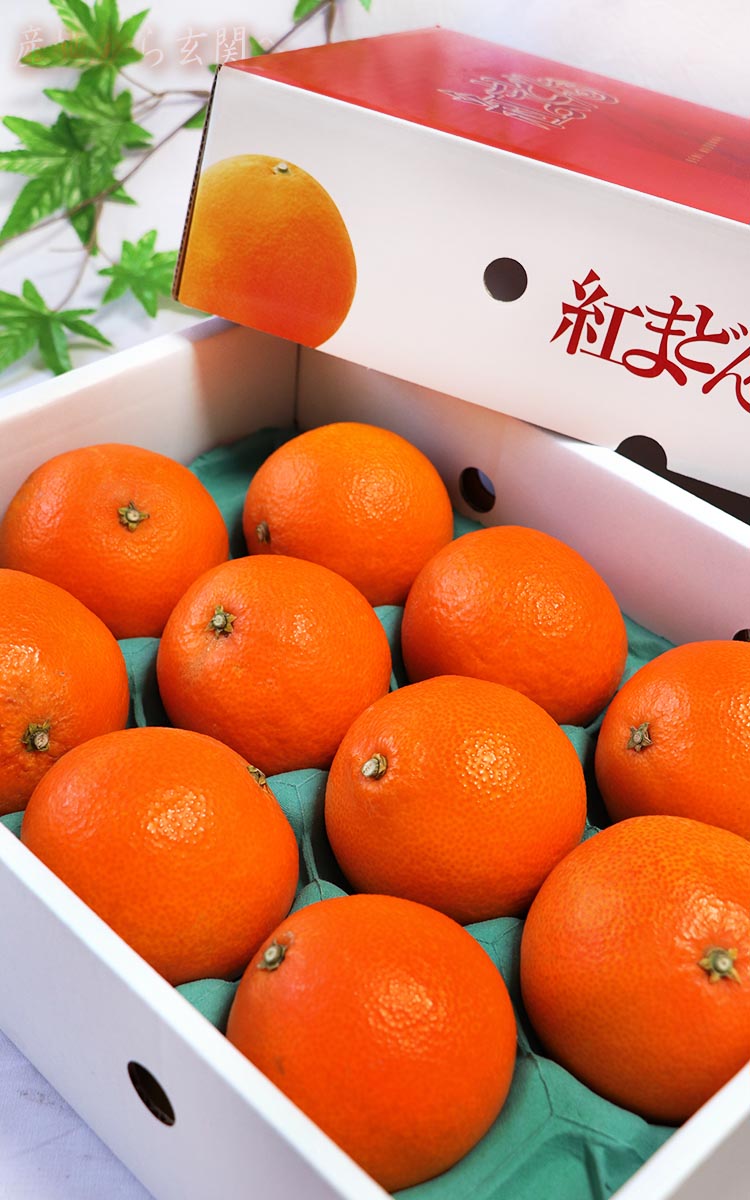 ギフト 紅まどんな