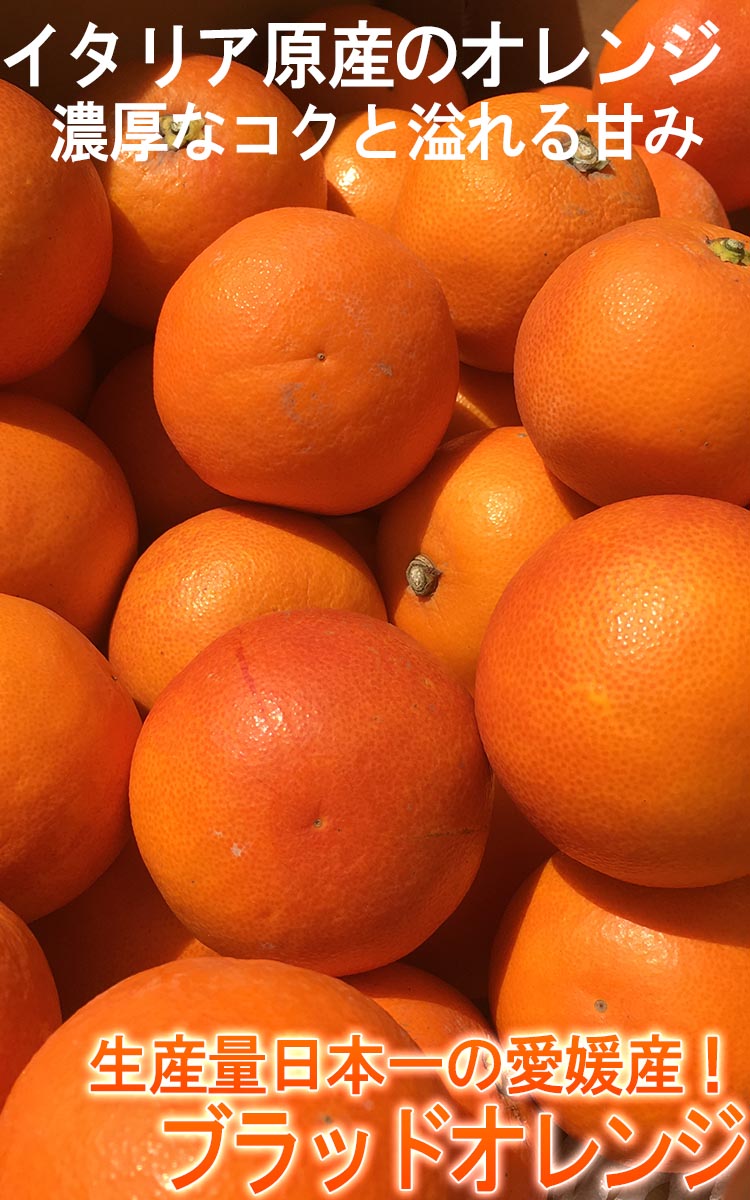 ブラッドオレンジ 果物