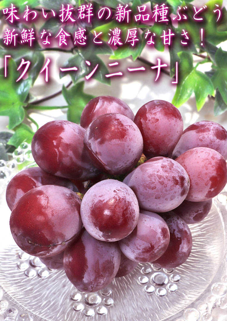 クイーンニーナ フルーツ
