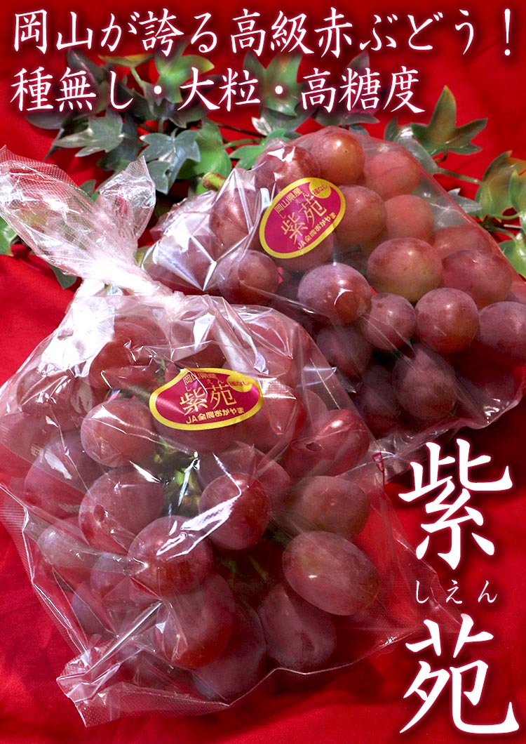 紫苑 ぶどう