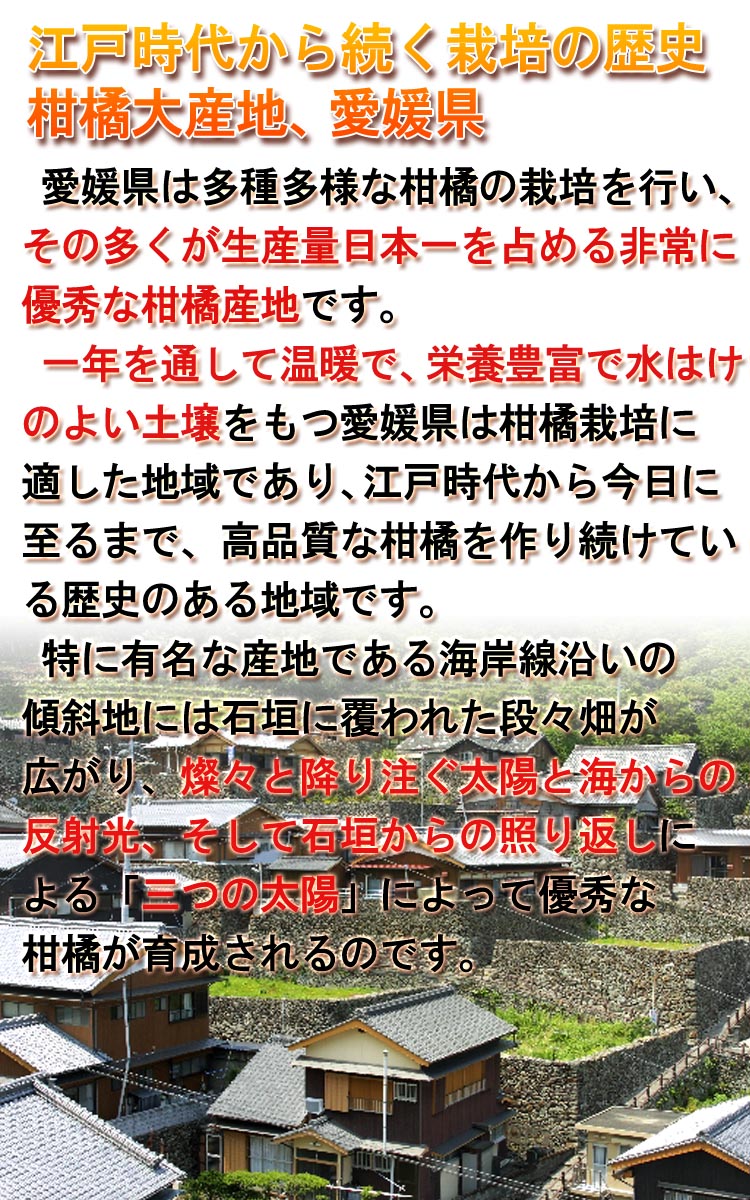 きよみ 送料無料