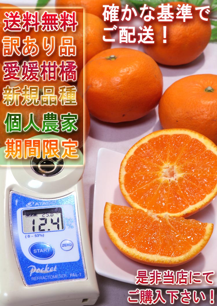 タンゴール 晴姫