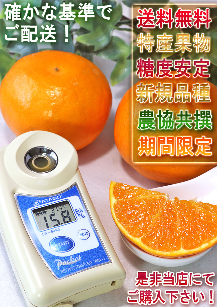 ひぜんユース 柑橘