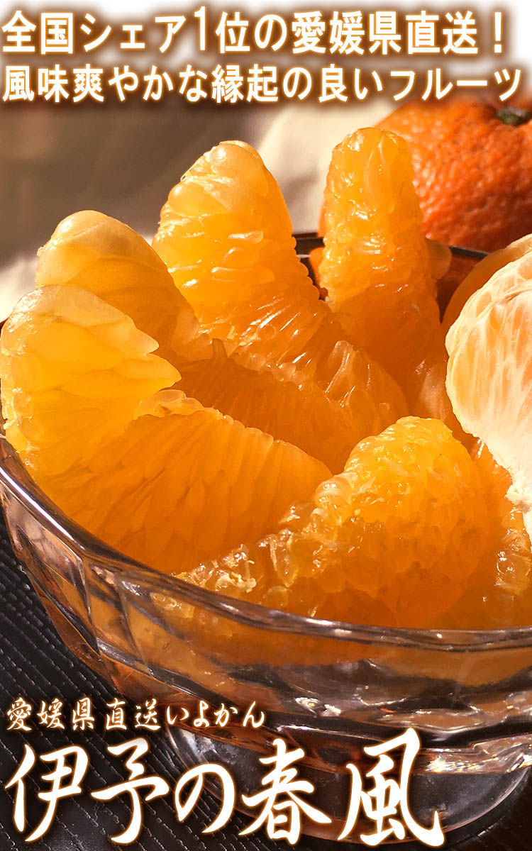 伊予柑 フルーツ