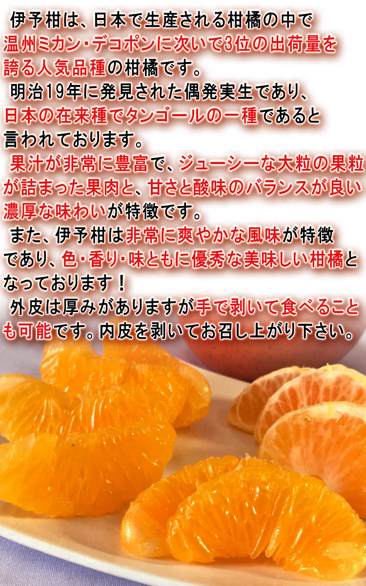 産地直送 伊予柑