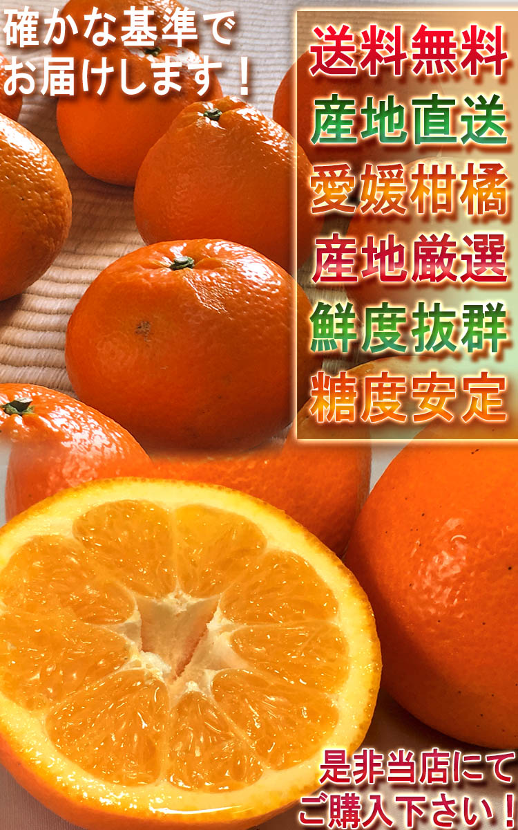 伊予の春風 いよかん