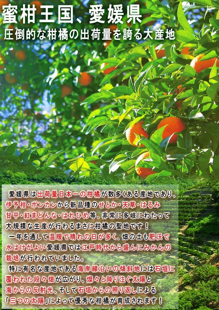 愛媛 柑橘