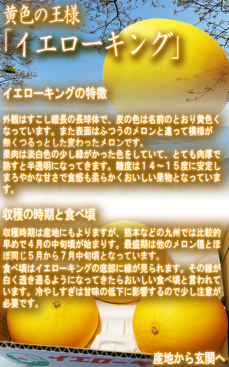 ホームランメロン 熊本