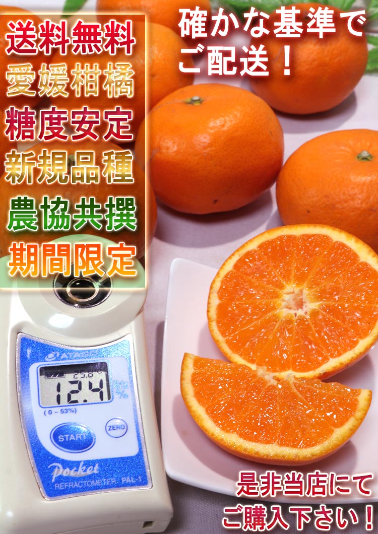 タンゴール 晴姫