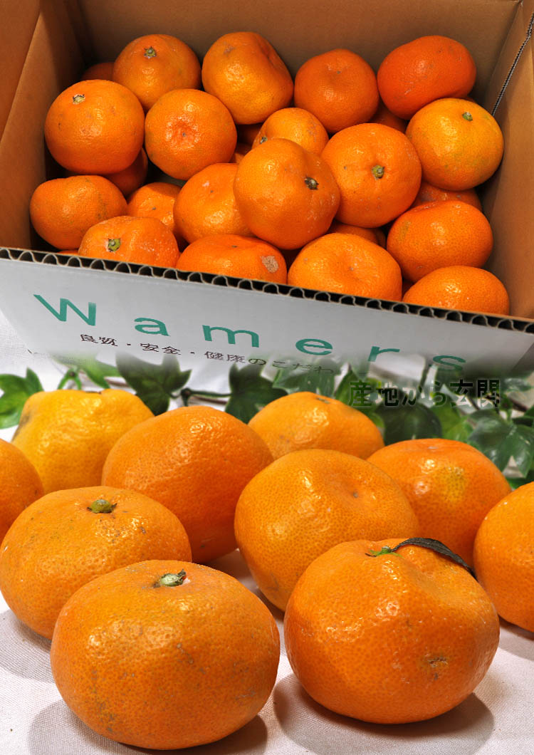 フルーツ みかん