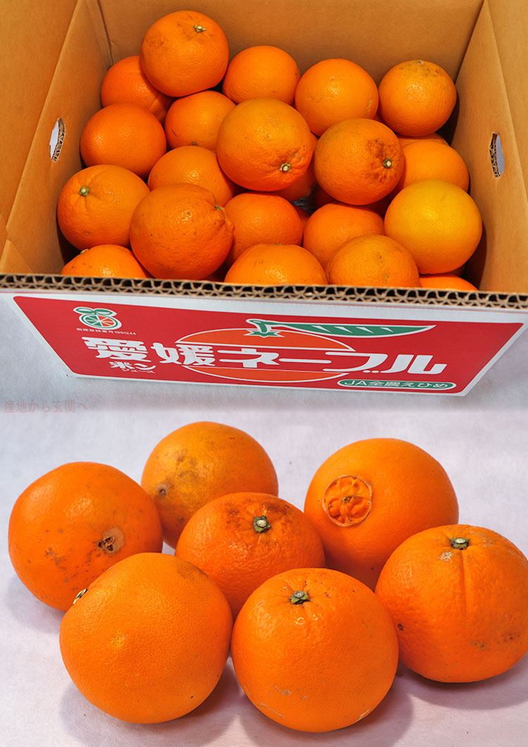 ネーブルオレンジ JAえひめ