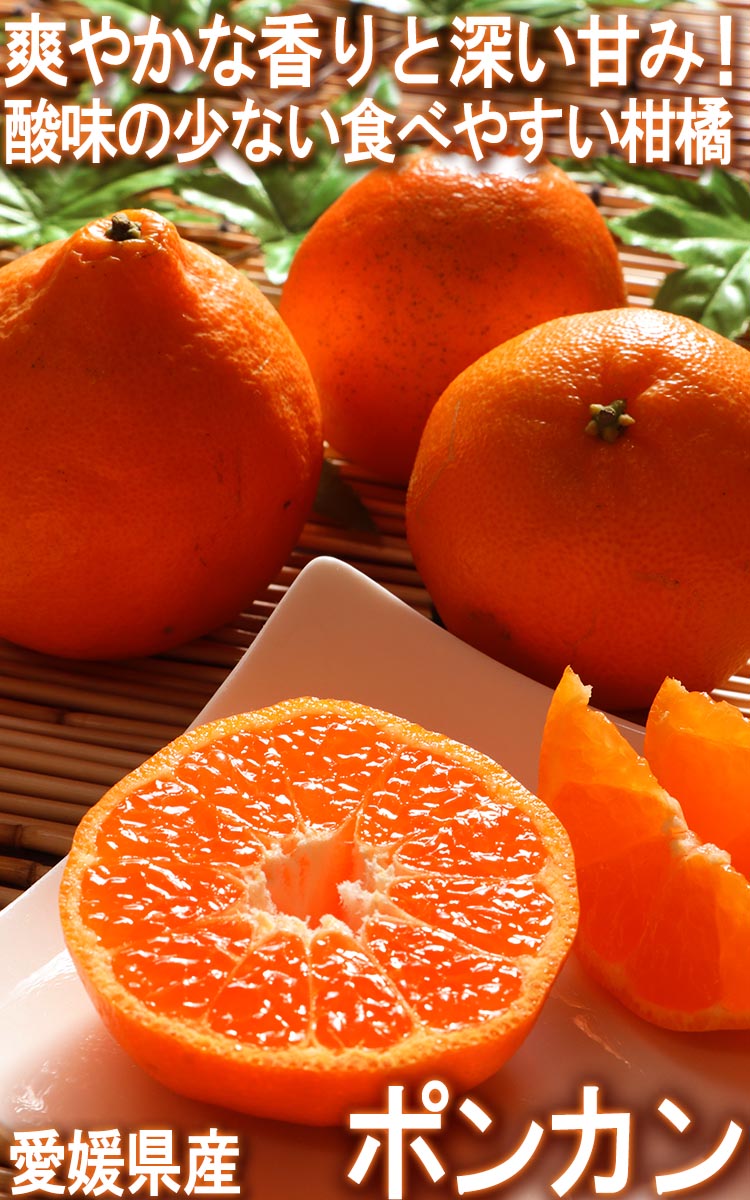 ポンカン 愛媛