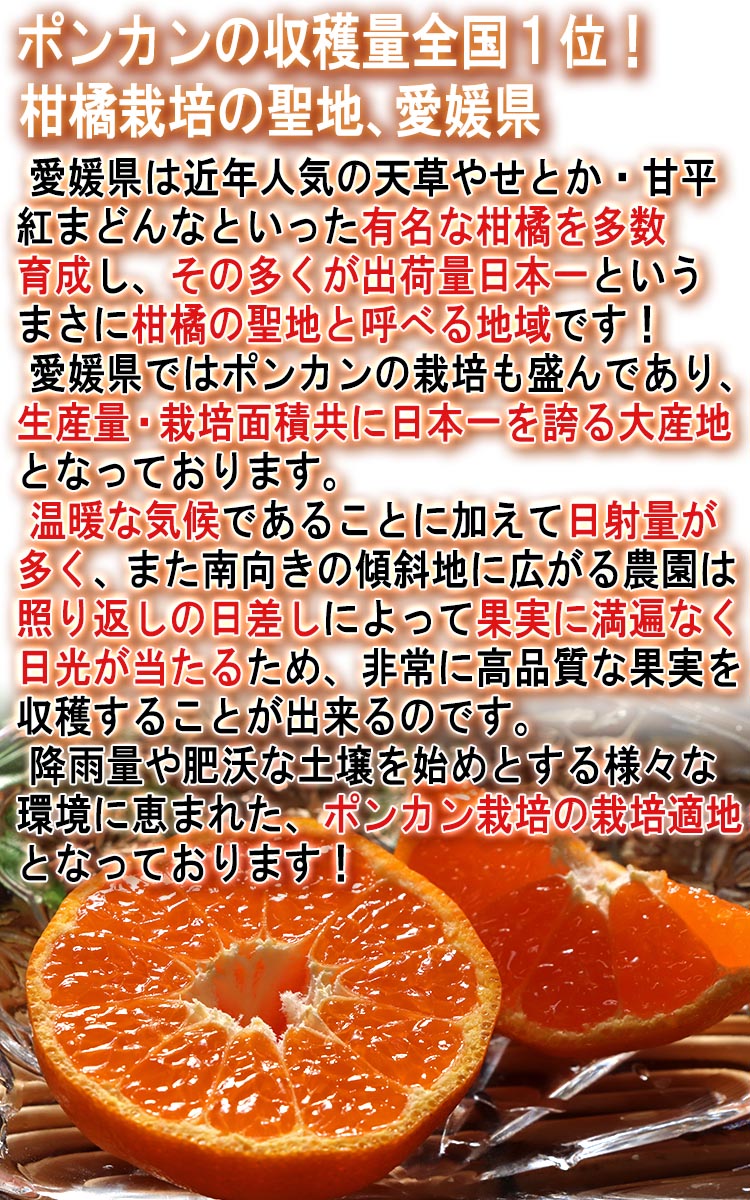 フルーツ ギフト