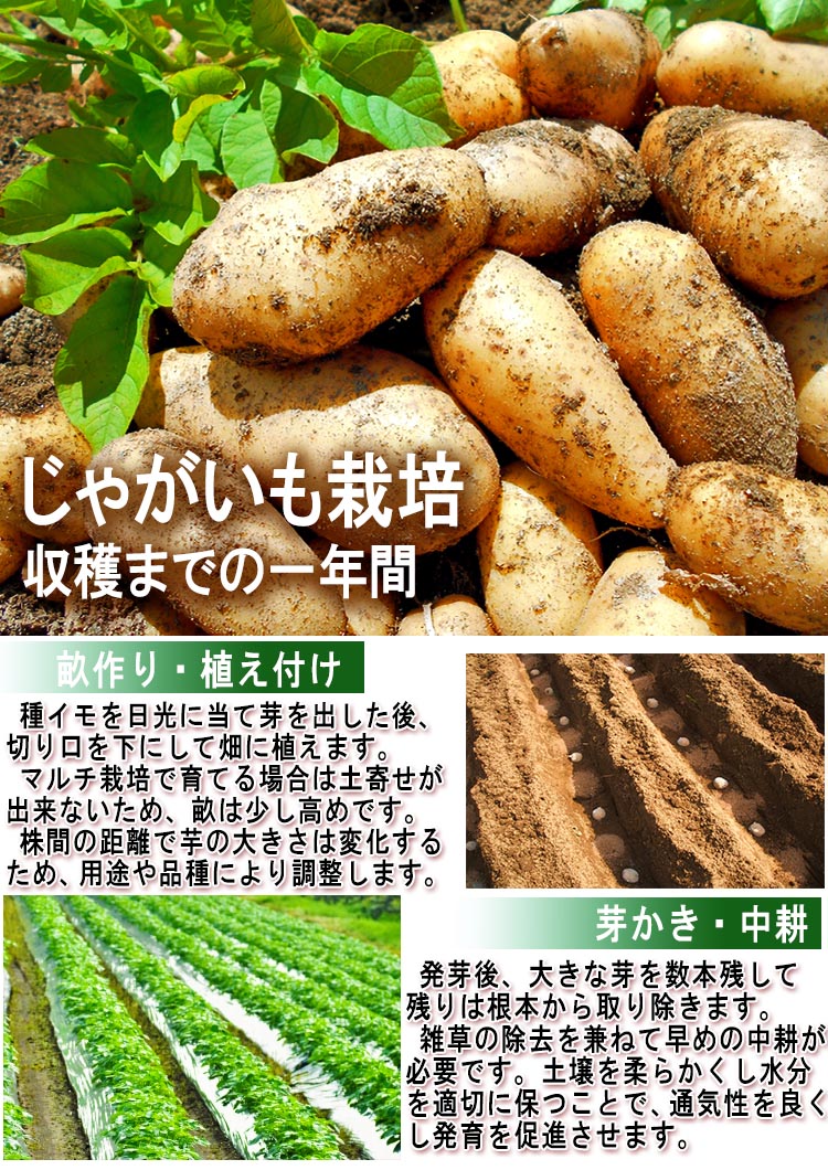 野菜 ジャガイモ