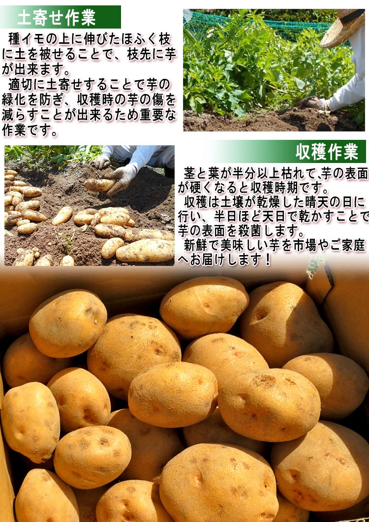 馬鈴薯 やさい