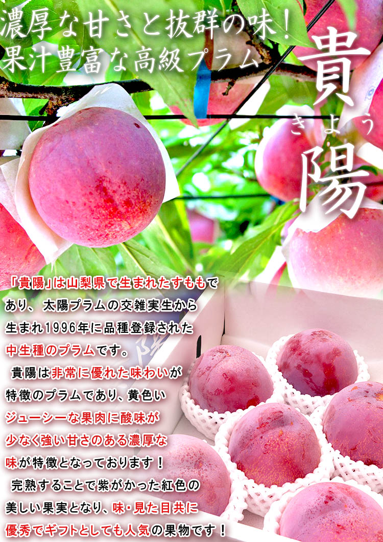 すもも 貴陽