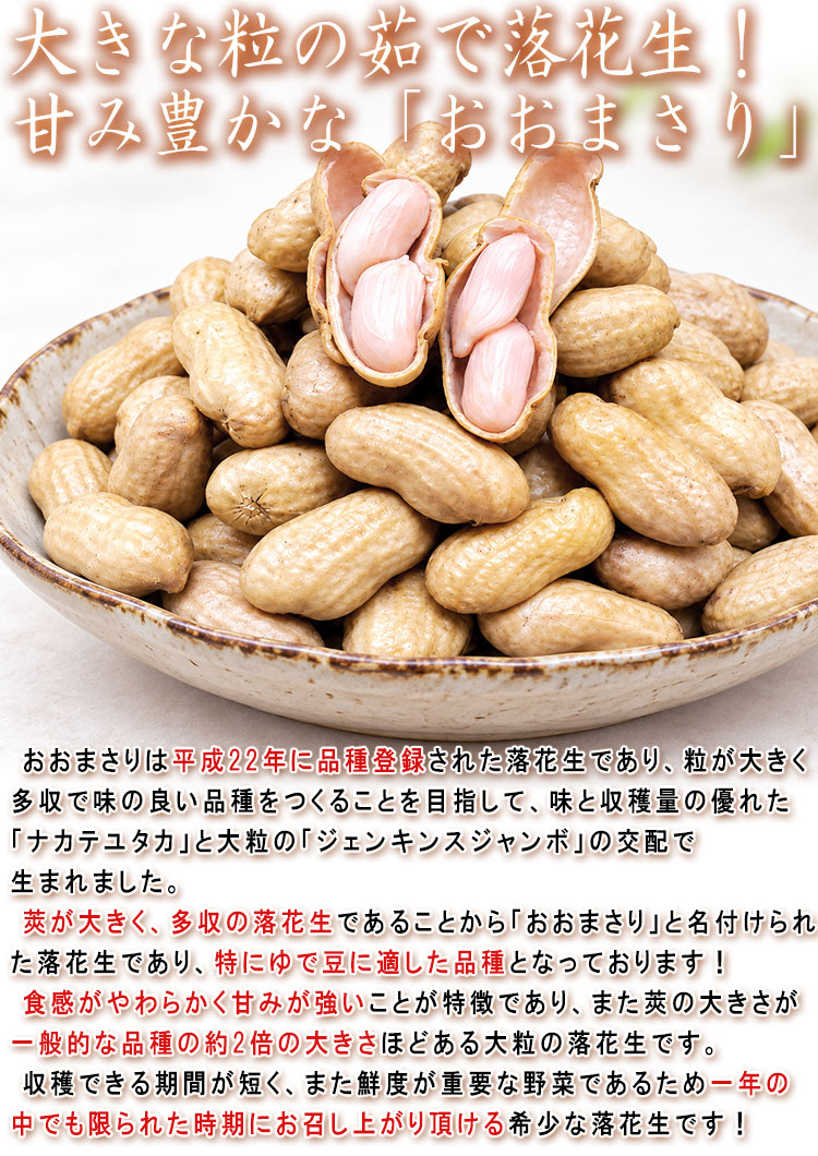おおまさり 落花生