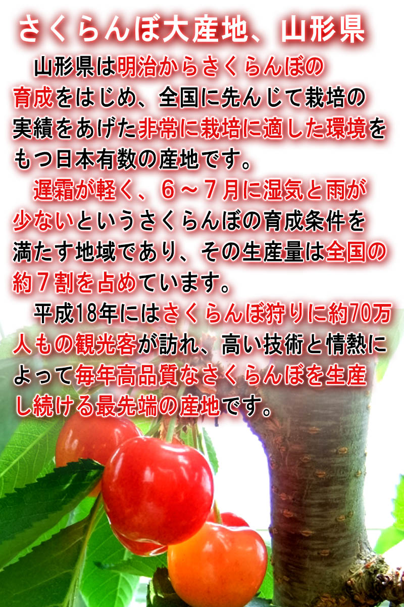 露地栽培 さくらんぼ
