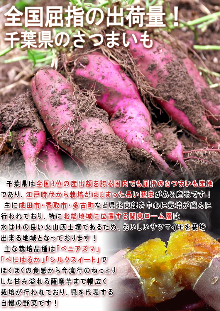 送料無料 シルクスイート