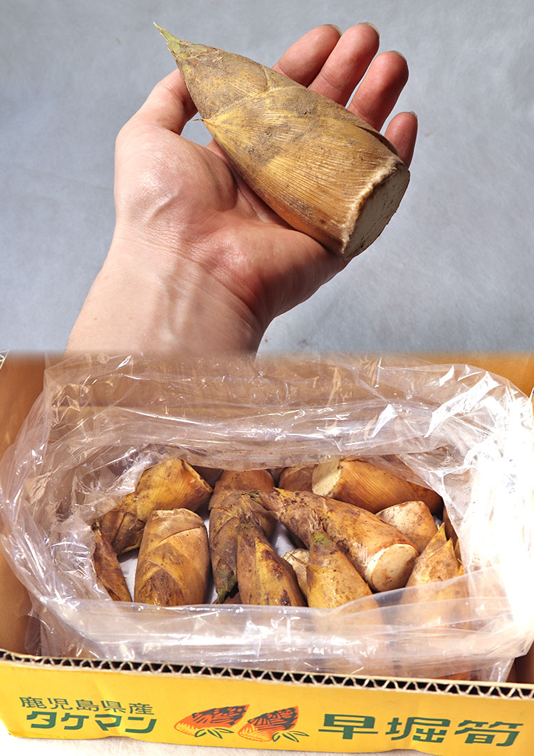 タケノコ 鹿児島