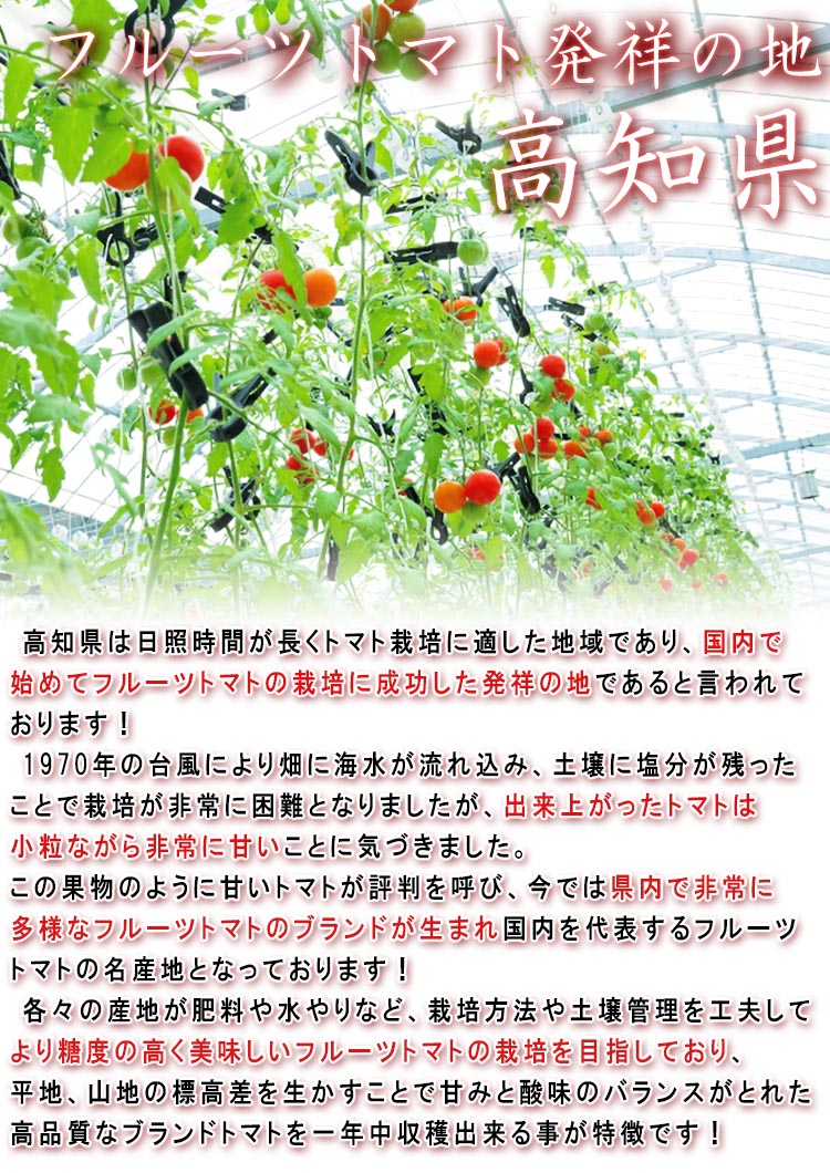 高知県 フルーツトマト