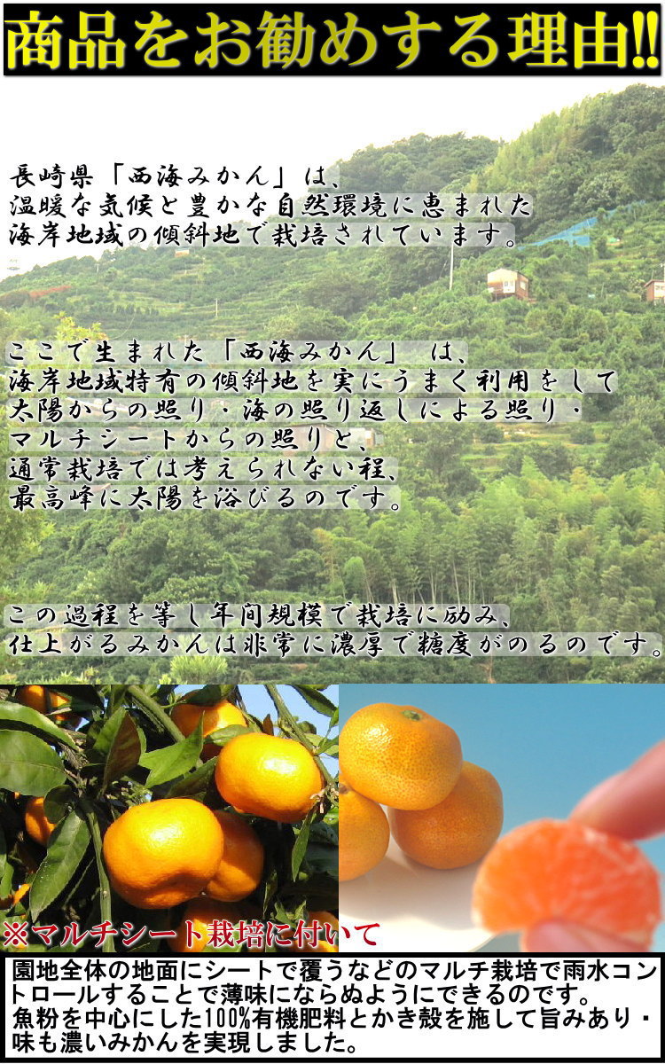 蜜柑 西海