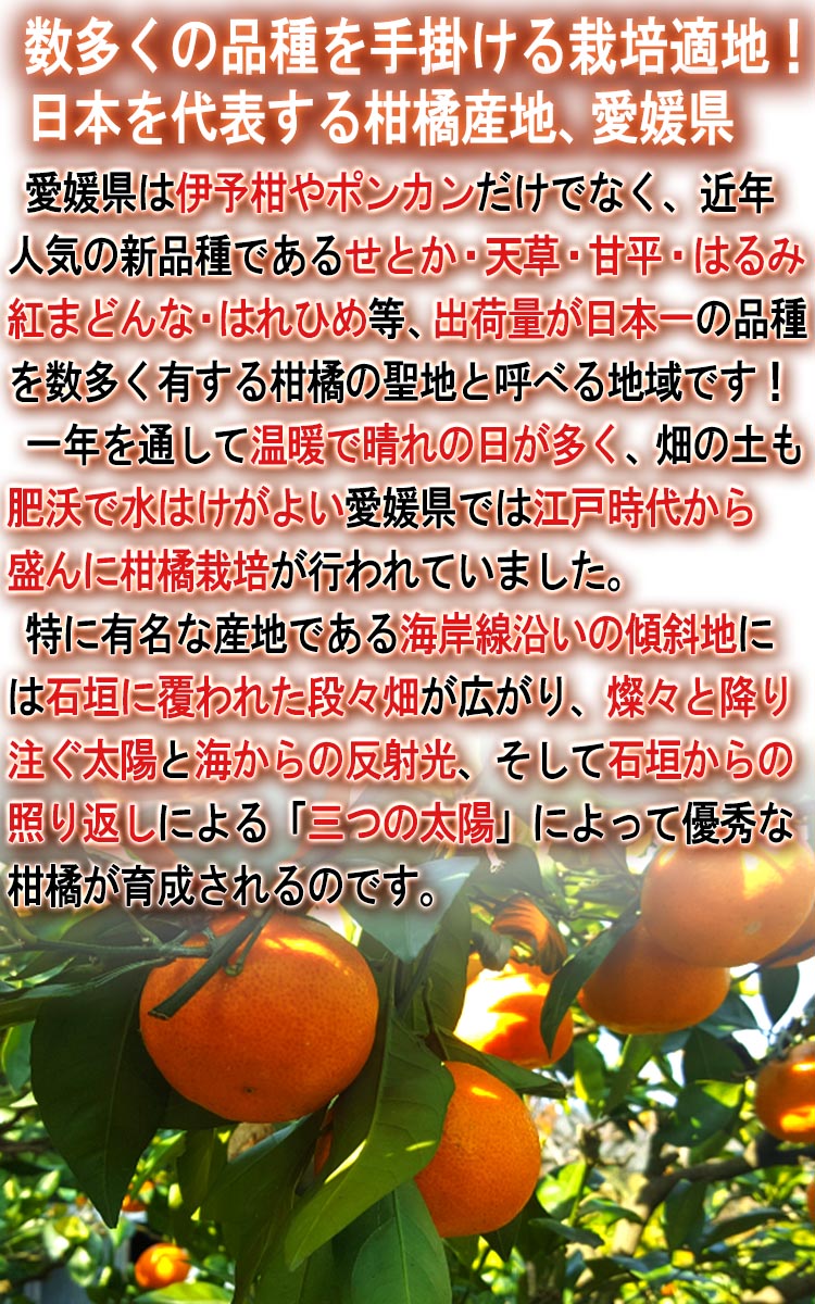 フルーツ 送料無料