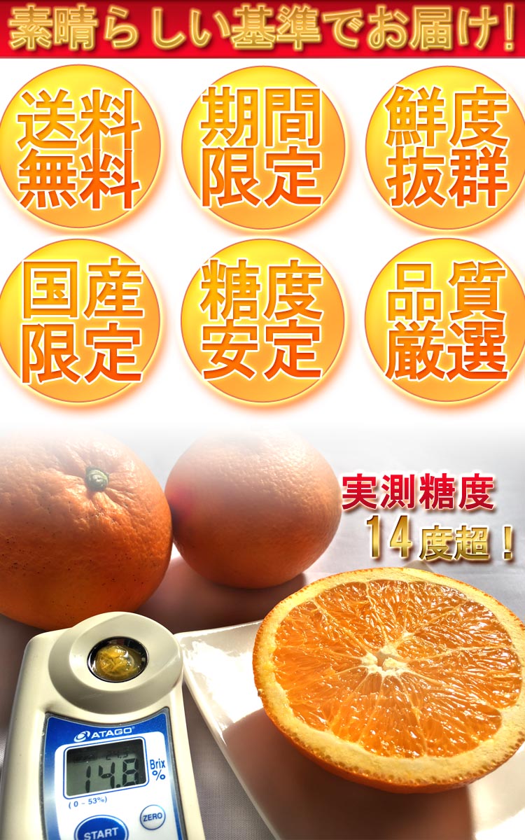 国産 ネーブルオレンジ