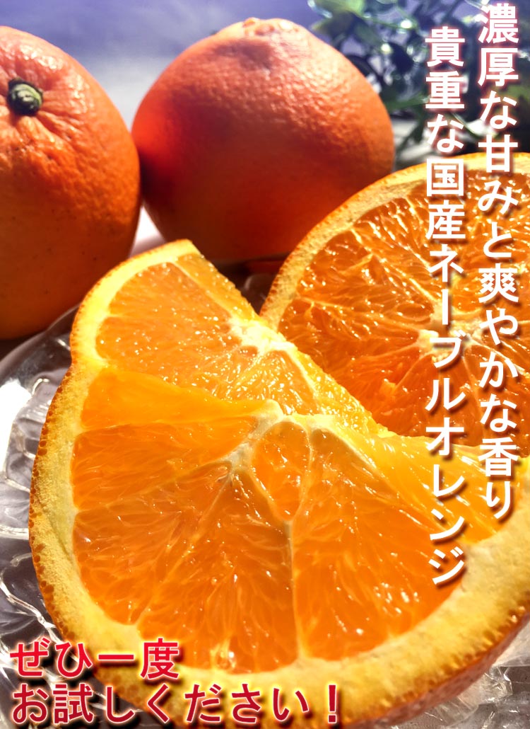 愛媛 ネーブルオレンジ