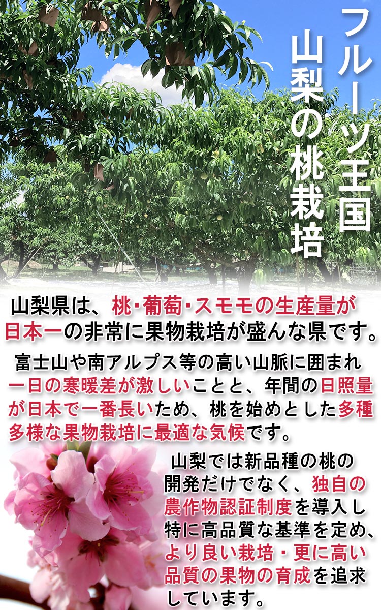 フルーツ 贈答