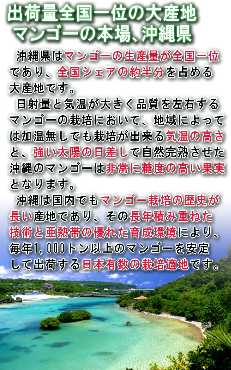 ギフト マンゴー