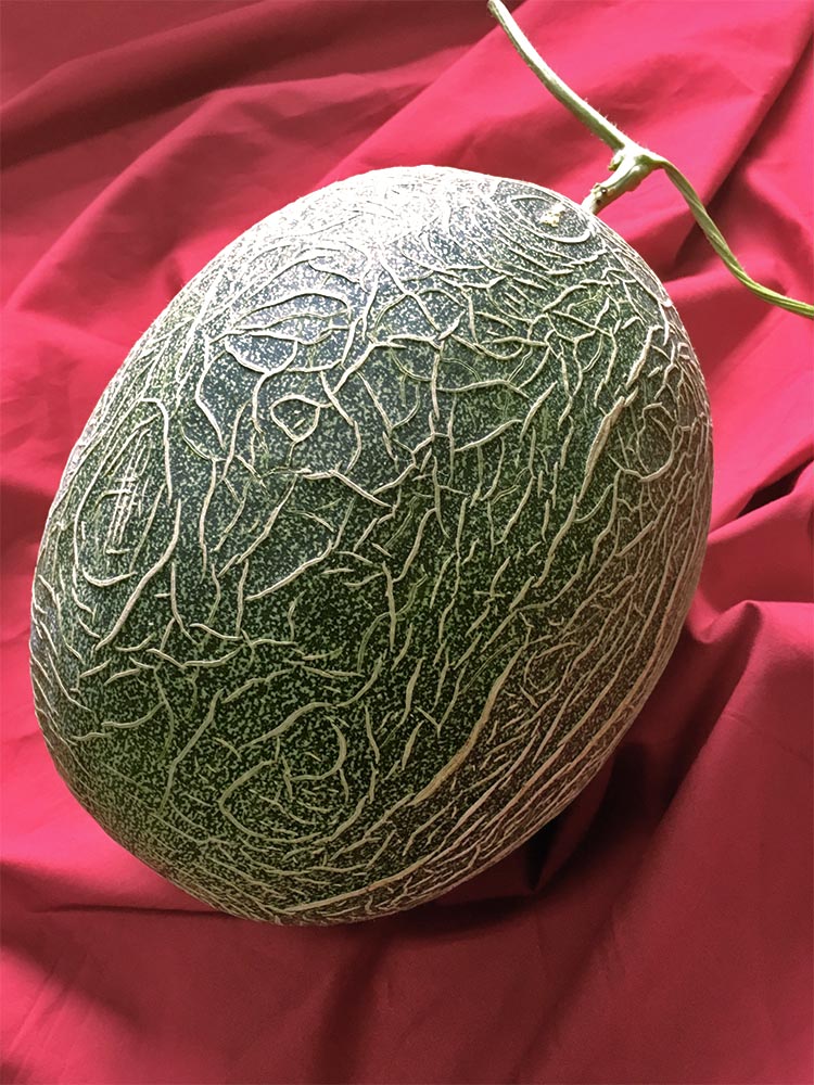 熊本 肥後グリーン