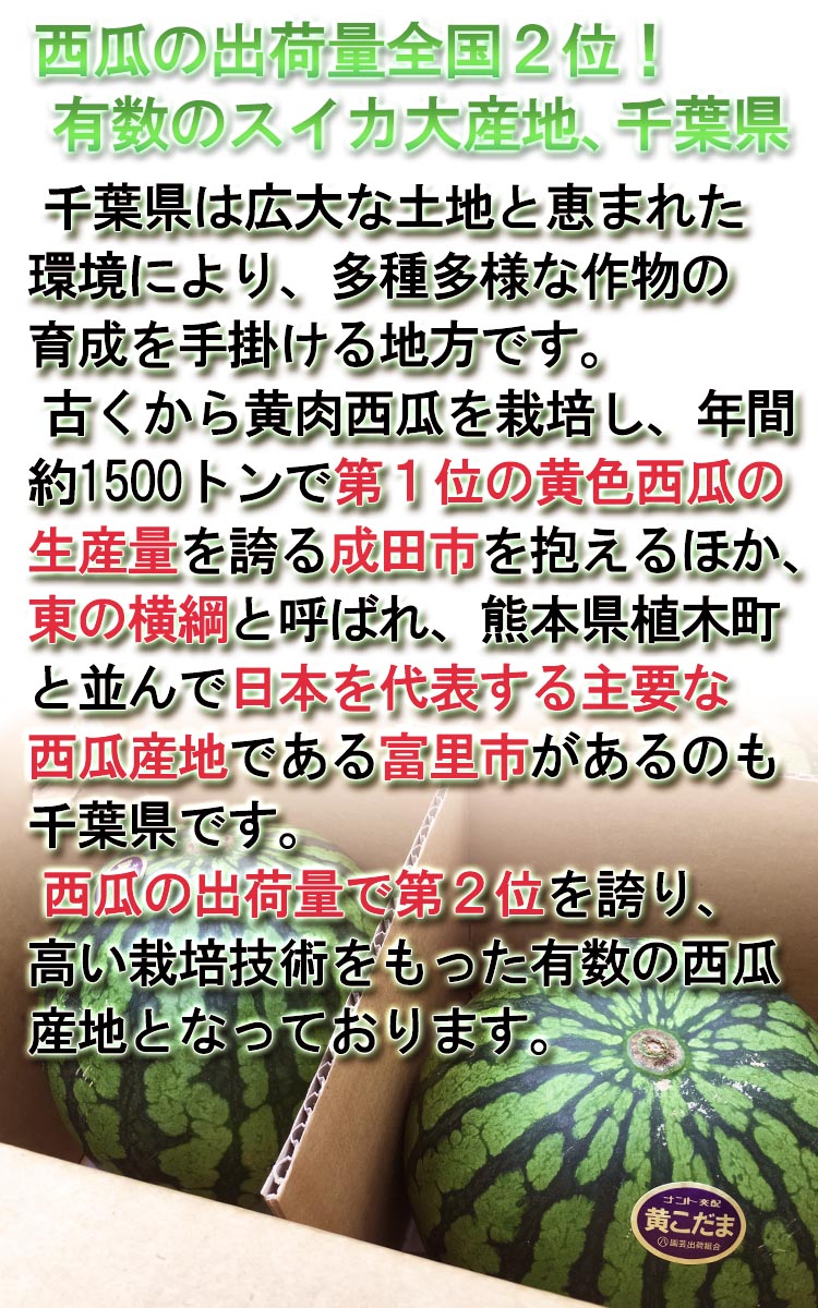 クリームスイカ 千葉