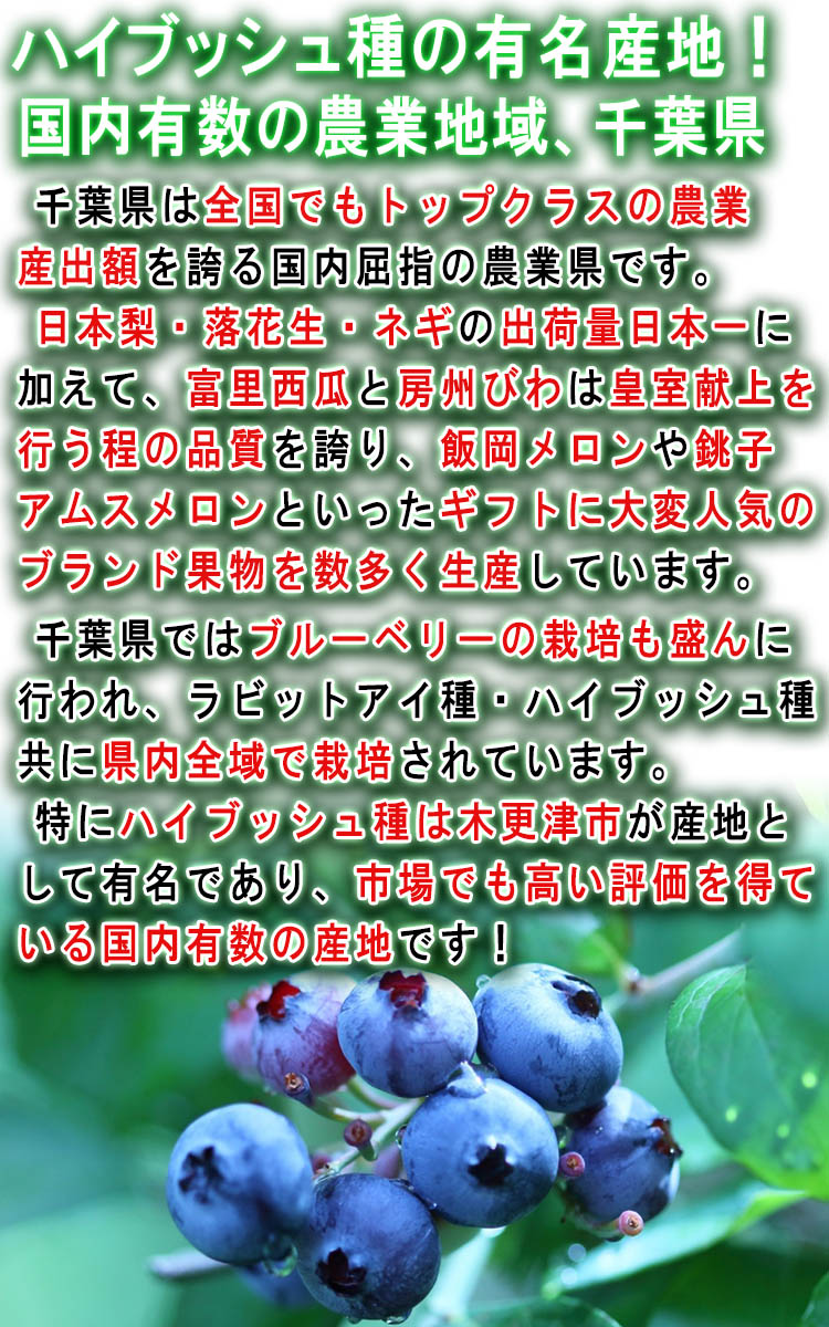 生 ブルーベリー