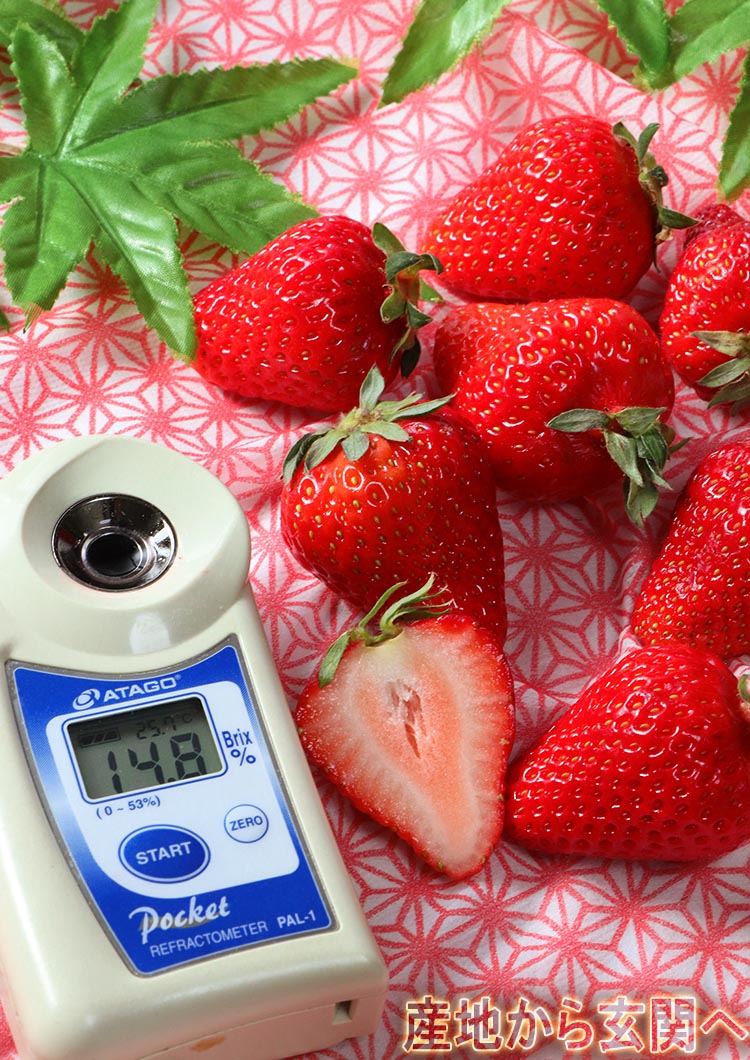 高糖度 いちご